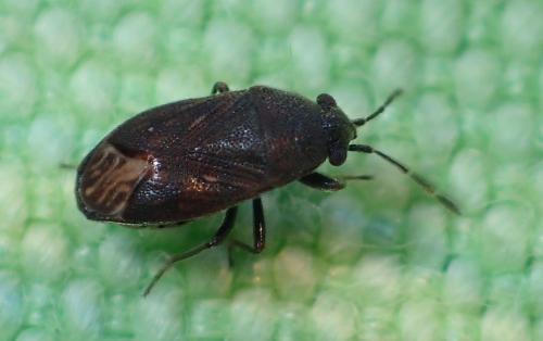 Stygnocoris sp.